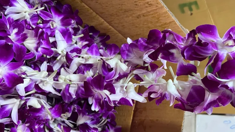 orchid jipsom garland