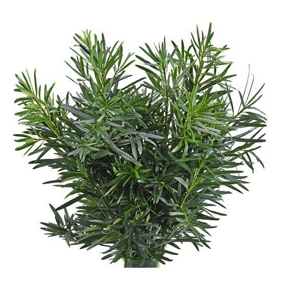 Podocarpus Leaf