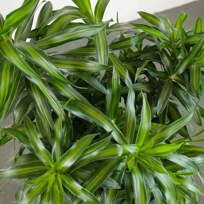 Jamaica Leaf