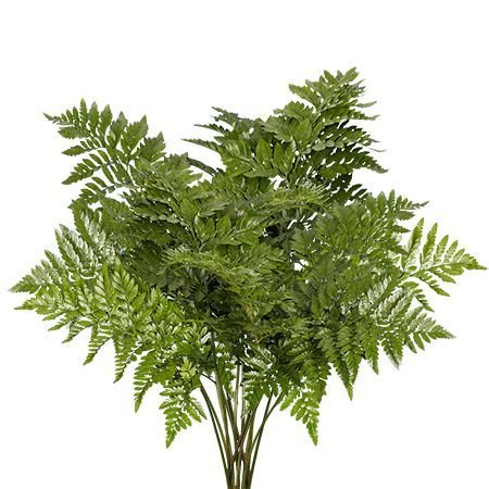 Feather Leaf
